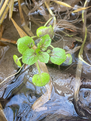 watercress