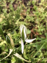 Ornithogalum umbellatum