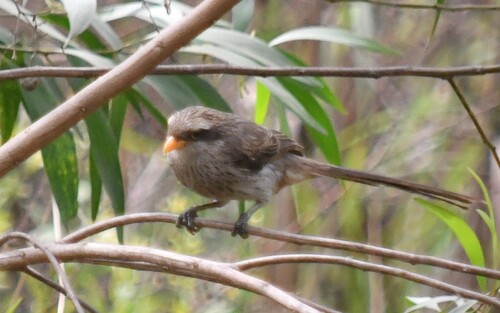 Yellow-billed Shrike