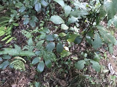 Stauntonia hexaphylla