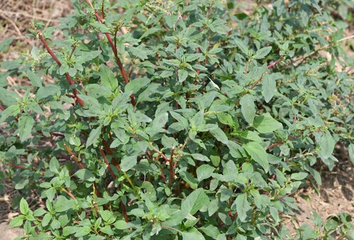 spiny amaranth