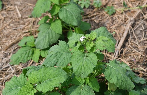 Indian Heliotrope
