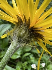 Crepis pontana