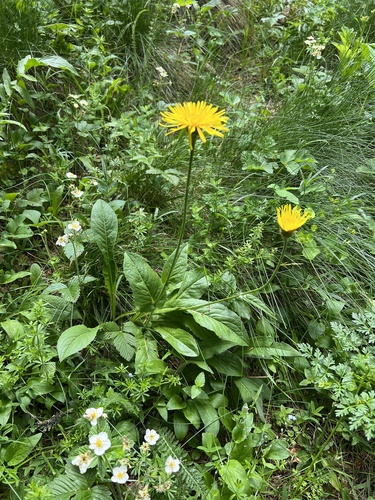 Crepis pontana, photograph 2