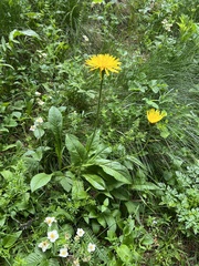 Crepis pontana, photograph author not stated, no rights reserved