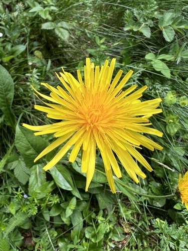 Crepis pontana, photograph 3