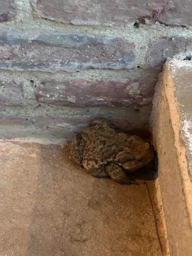 European Toad
