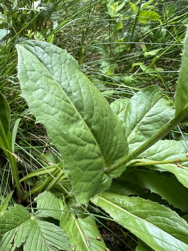 Crepis pontana, photograph 5