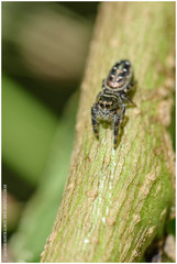 Dendryphantes mordax