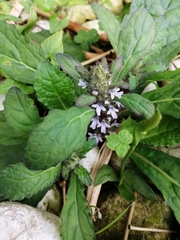 Ajuga taiwanensis