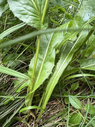 Crepis pontana, photograph 6