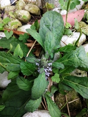 Ajuga taiwanensis
