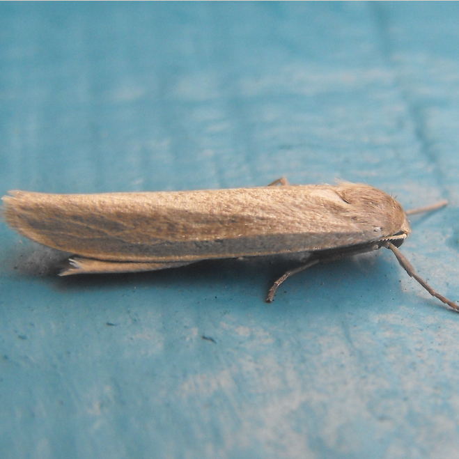 Crambidia dusca