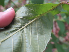 Caryomyia albipilosa