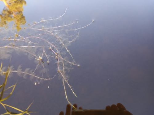 Alternate Water-milfoil
