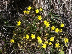 Potentilla verna