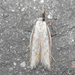 Pleurota albastrigulella - Photo (c) C. Mallory, some rights reserved (CC BY-NC), uploaded by C. Mallory