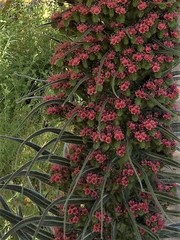 Echium pininana