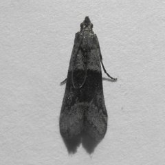 Vitula insula