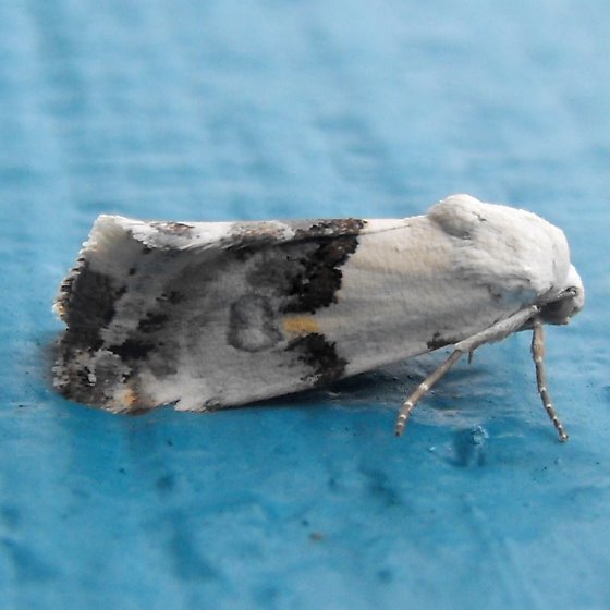Ponometia acutus
