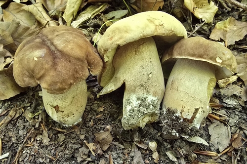 Summer Bolete