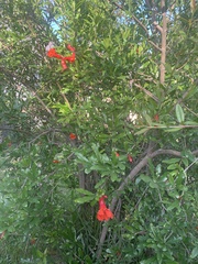 Punica granatum