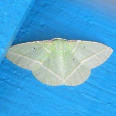 Dichorda illustraria