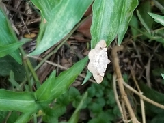 Frederickia flaviterminata