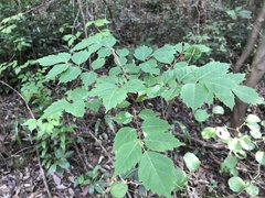 Toxicodendron trichocarpum
