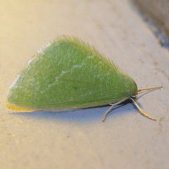 Synchlora faseolaria