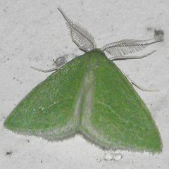 Synchlora faseolaria
