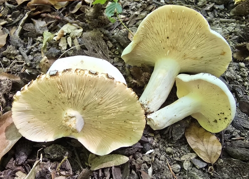 Peppery Milkcap