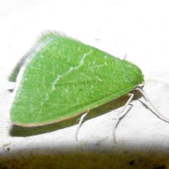 Synchlora faseolaria