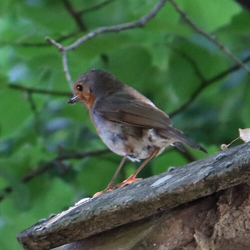 European Robin