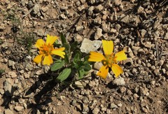 Amblyolepis setigera