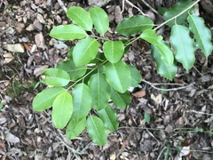 Ilex pedunculosa