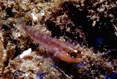 Cameroon Goby photo 4