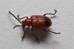 Neolema quadriguttata