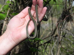 Thamnophis proximus proximus