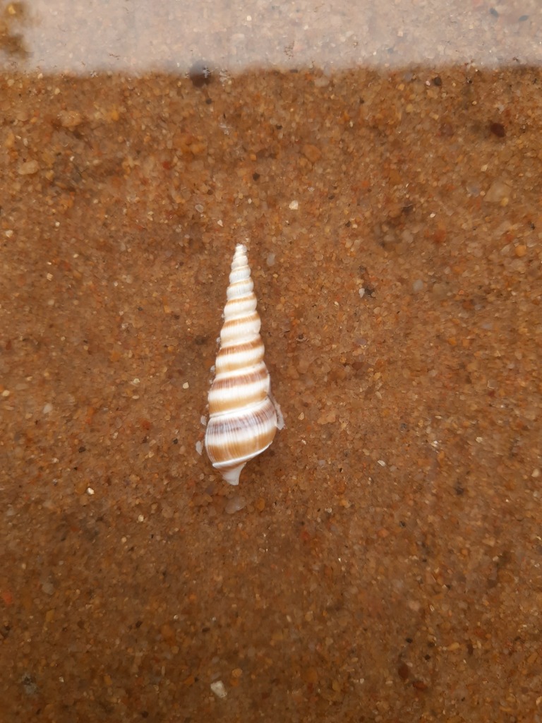 Acrilla acuminata