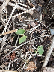 Impatiens glandulifera