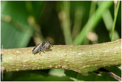 Dendryphantes mordax