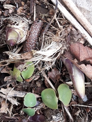 Impatiens glandulifera