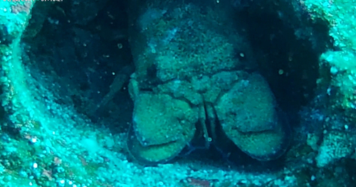 Scyllarides squammosus observed 2026-05-17