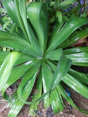 Agave desmettiana