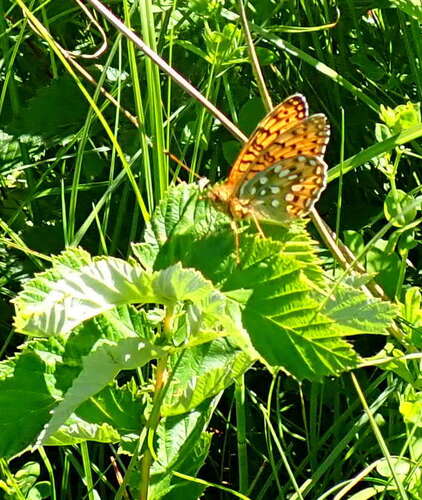 Dark Green Fritillary