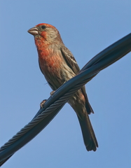 Haemorhous mexicanus