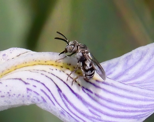 iNaturalist observation photo of Honey Bees, Bumble Bees, and Allies