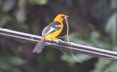 Icterus pectoralis