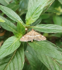 Hymeniini